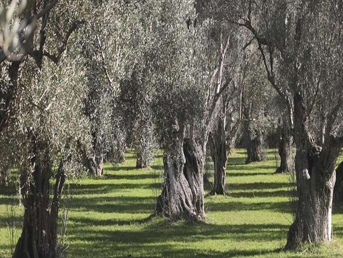 Σύγκριση παραδοσιακού χαλκού, υγρού χαλκού χαμηλής περιεκτικότητας και μυκητοκτόνων για τον έλεγχο του κυκλοκόνιου ελιάς 